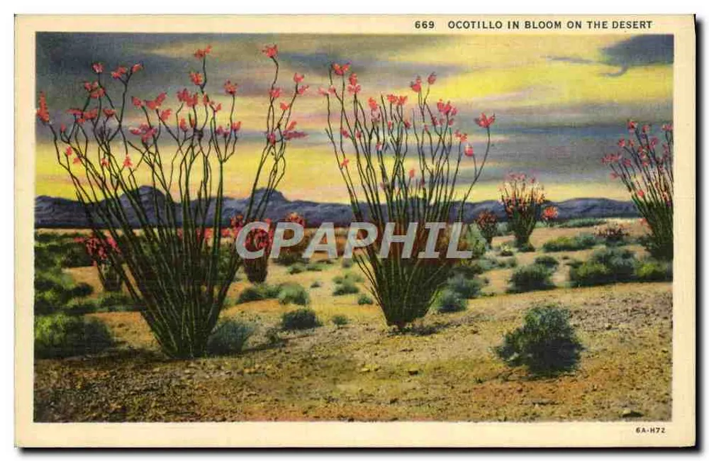 Ocotillo em Flor no Deserto — série 669, editor Western Publishing & Novelty Co., Los Angeles, Calif. - Frente