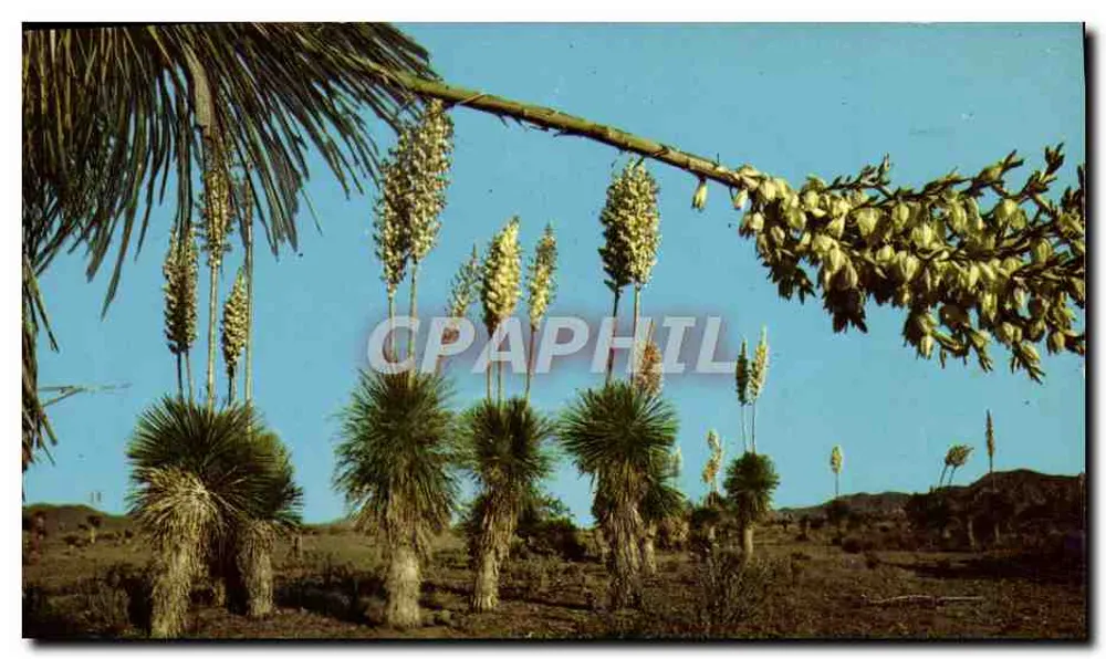 Yucca no deserto — J-57 — Publicado por Petti Studios, Phoenix - Frente