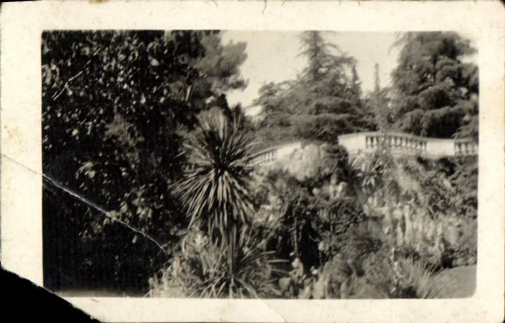 Jardin botanique — vue de la terrasse et du palmier — éditeur non identifié - Frente