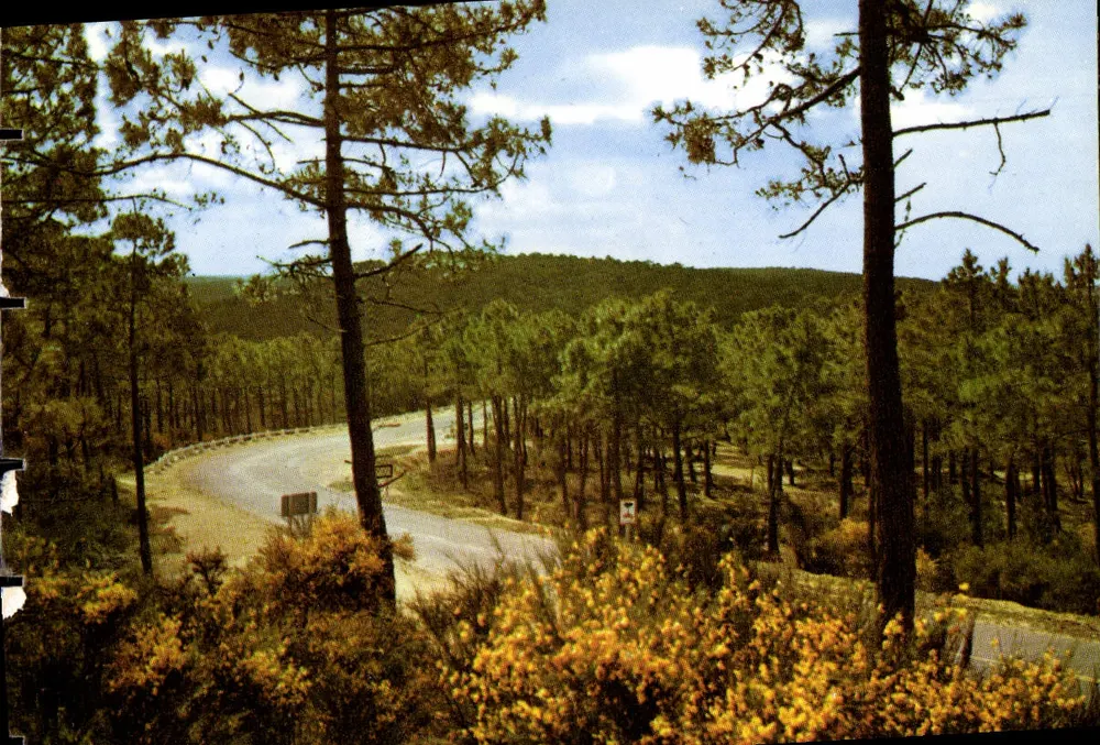 Kiefernwald in den Dünen — Gesträuch in Blüte - Vorderseite
