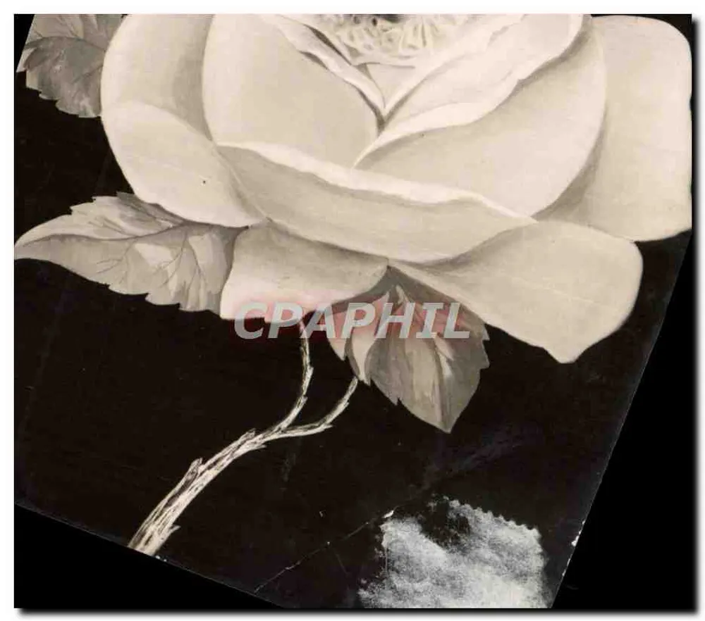 Weiße Rose — Schwarz-Weiß-Fotografie — Universal Postal Union - Vorderseite