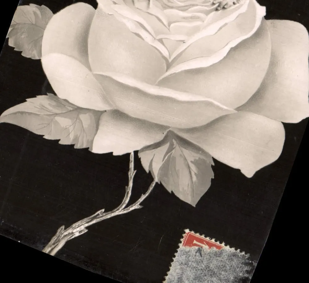 Weiße Rose — Schwarz-Weiß-Illustration — Universal Postal Union - Vorderseite
