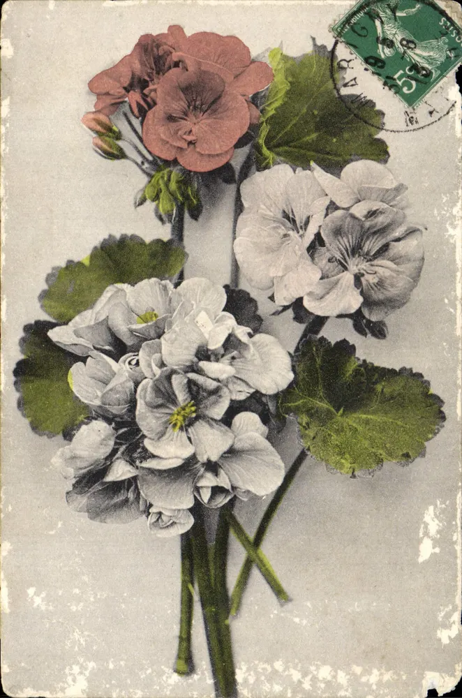 Bouquet de géraniums — fleurs roses et blanches — éditeur C.T. & Cie. & G. — Série 152 - Frente