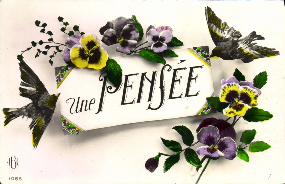 Oiseaux et pensées — carte ornée de pensées et de fleurs de pensée — éditeur A.B.C. n° 1065 - Frente