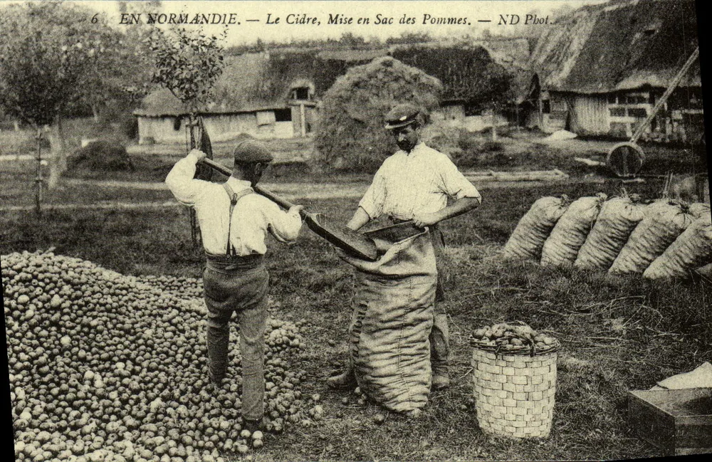 In der Normandie — Der Apfelwein, Äpfel in Säcke füllen — ND Phol. - Vorderseite