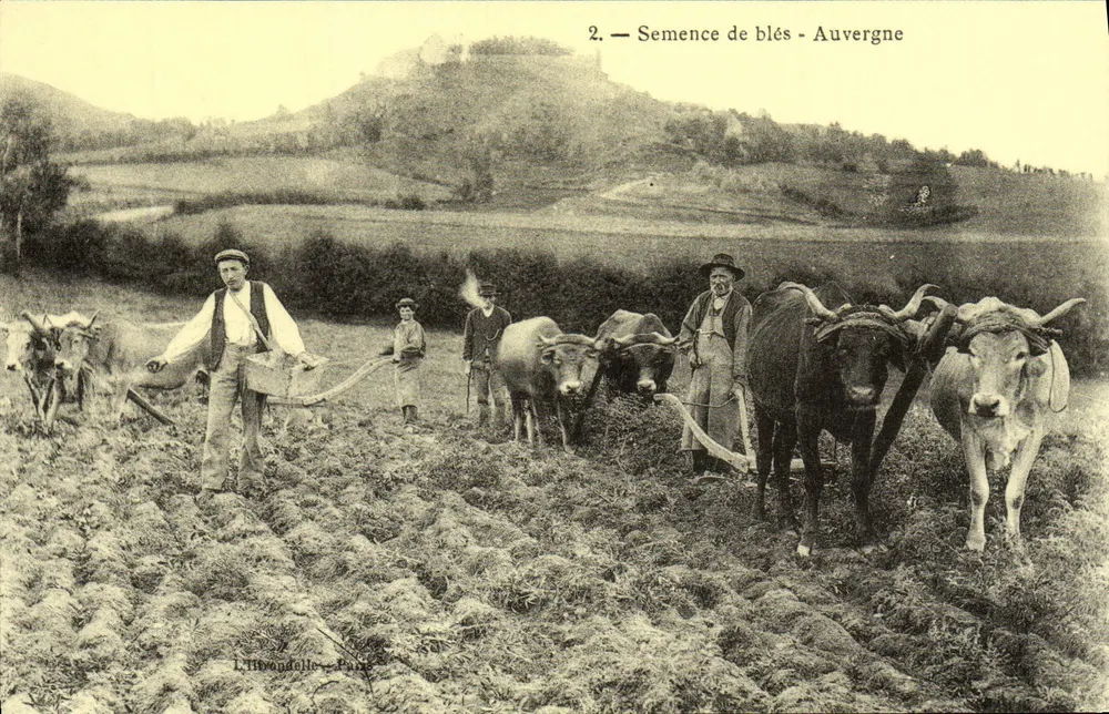 Semente de trigo - Auvergne — L. Thibonelle - Paris, n°2 - Frente