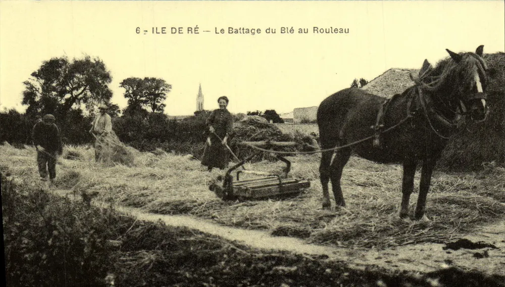 Ile de Ré — Le Battage du Blé au Rouleau — Cecodi - Recto
