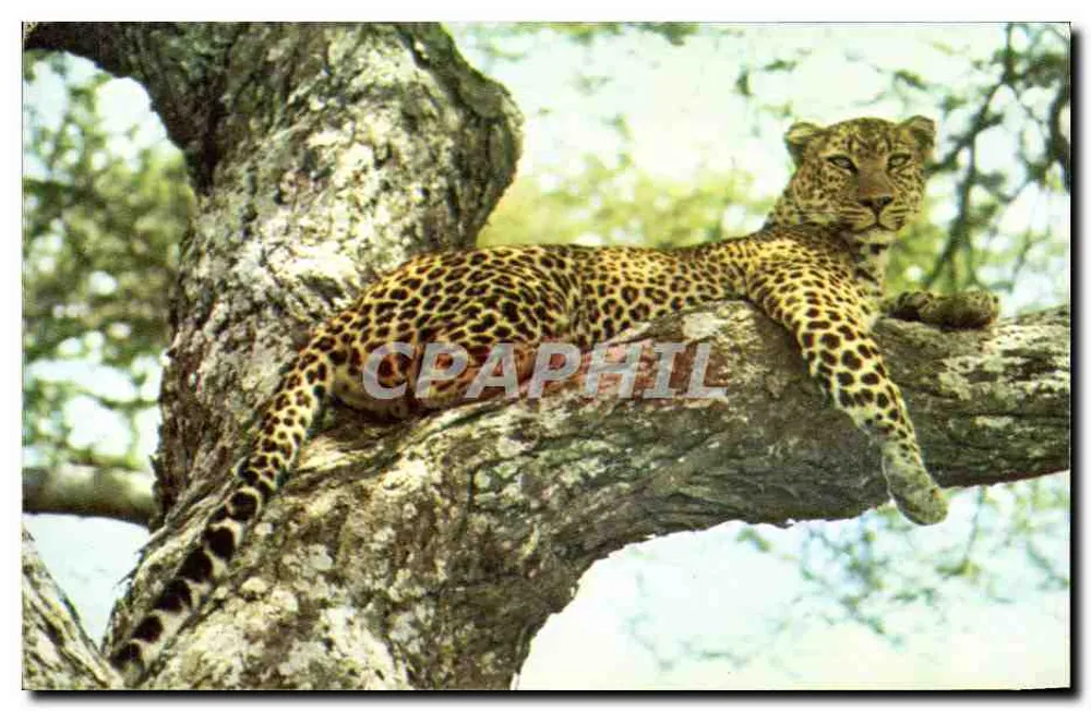 Leopardo — em uma árvore — Editado pelo Comitê Nacional da Criança, N° 1 - Pantera - Frente