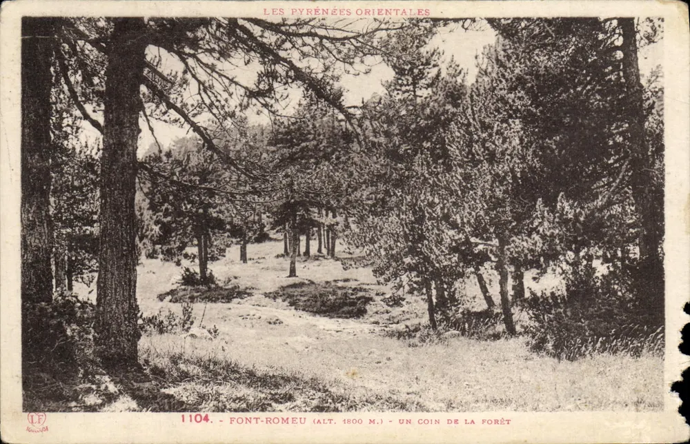 Font-Romeu (Alt. 1800 m.) — Um Canto da Floresta — Fototipia Labouchières - Toulouse - Frente