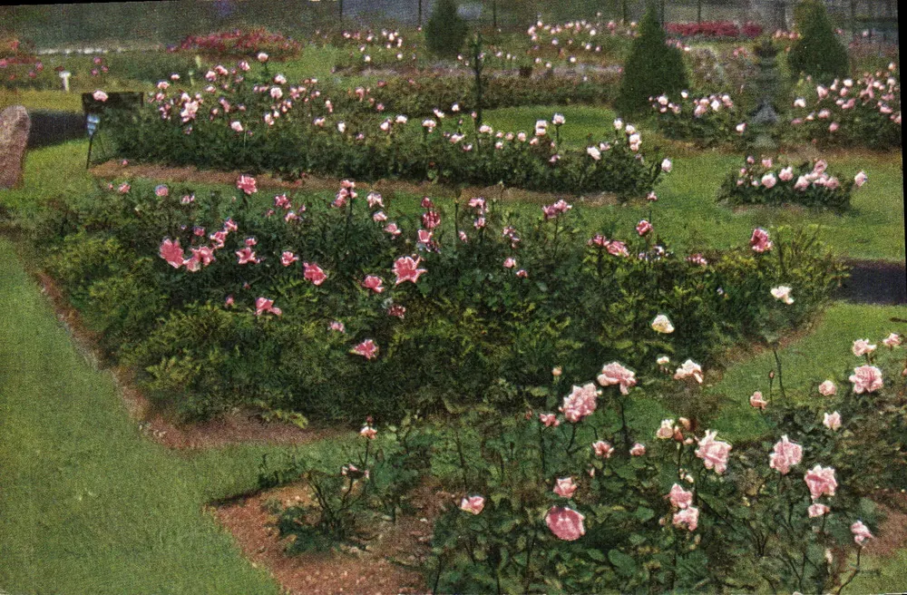 Jardim de rosas — vista panorâmica — T.S.N. Série 1270 (© Dess.) - Frente