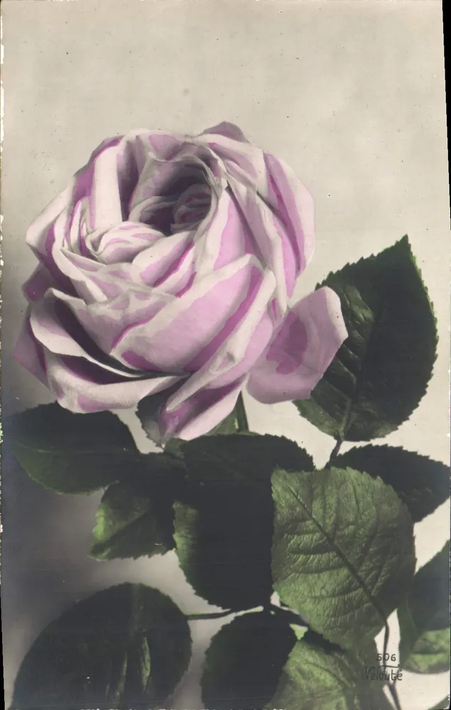 Rosas com motivos violetas — edição Velouté, n° 506 - Frente