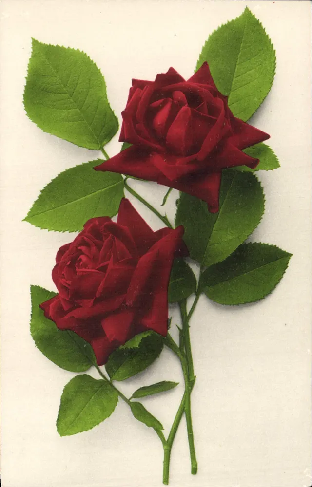 Duas rosas vermelhas — ilustração botânica — editor Martin Rommel & Co., Stuttgart, n° 821 - Frente