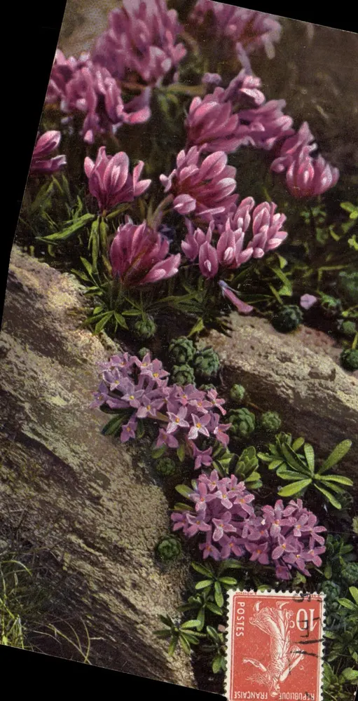 Alpine flowers — Trifolium alpinum i Daphne striata — Fotokrom, seria 515 - Awers