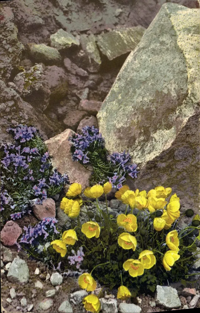Fleurs alpines — Papaver alpinum et Linaria alpina — Photochromie 516 - Voorkant