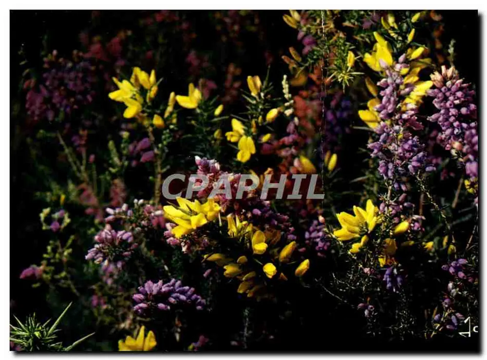 Flores de brezo e de junípero — Bretanha — Edições d'Arte de Le Doaré - Frente