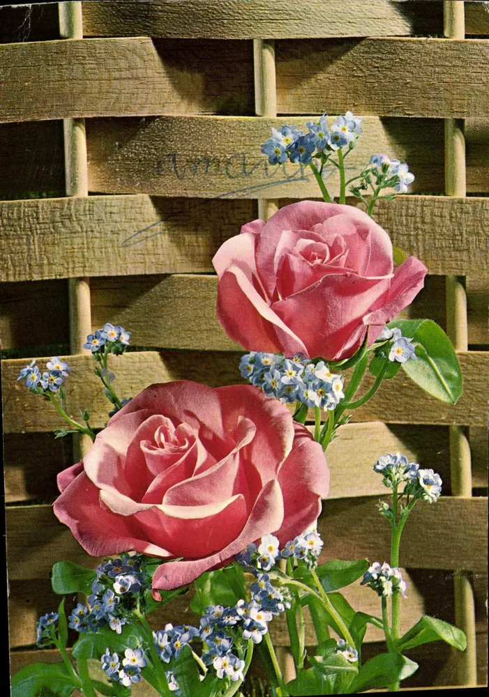 Duas rosas e myosotis — diante de uma estrutura de madeira — editor desconhecido - Frente