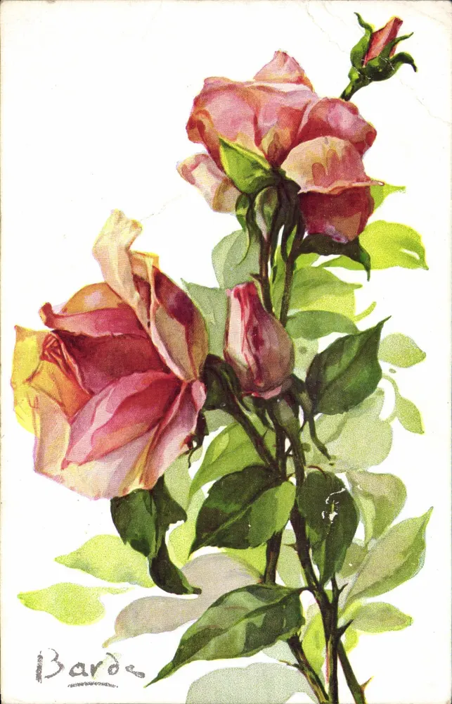 Rosée — Rose — SODA — POBA — 518 — Bardo - Frente