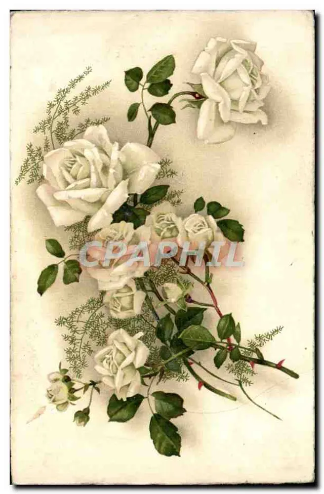 Mata de rosas brancas — ilustração botânica — editor desconhecido, n° de série 1179 - Frente