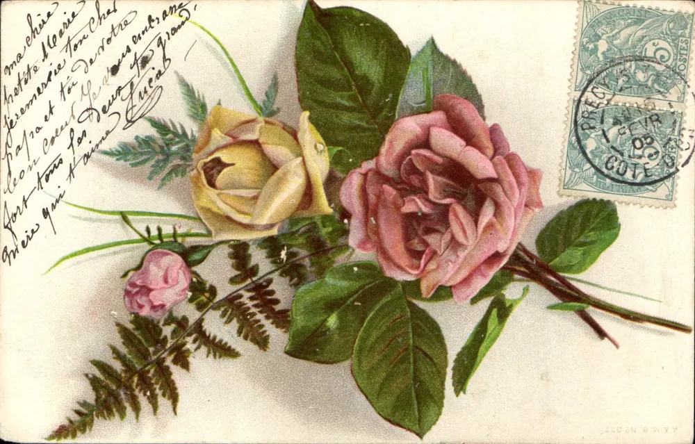 Róże — kolorowa ilustracja — wydawca A.M. & Cie, nr 127 - Awers