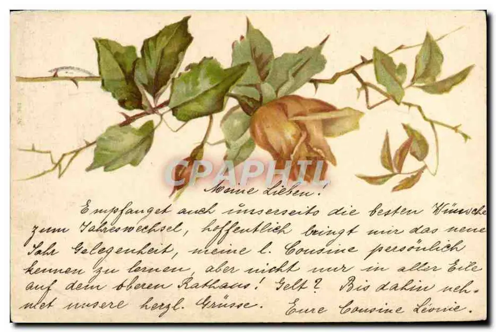 Róże w kwiecie — ilustracja botaniczna — wydawca nieznany - Awers