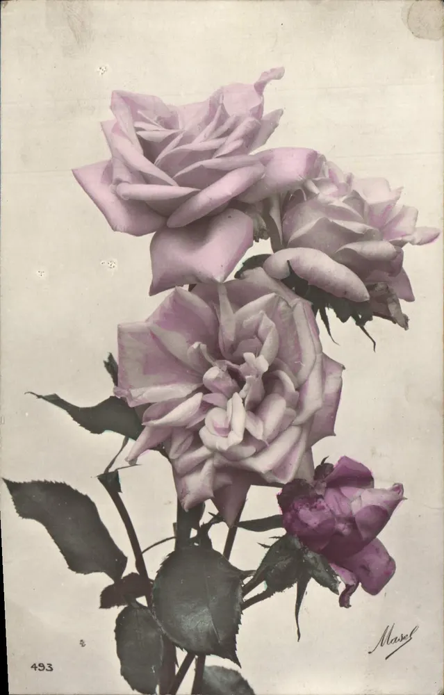 Rosas — série de rosas lavanda e roxos — Marcel, n° 493 - Frente