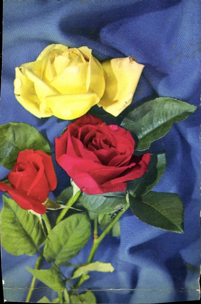Roses rouges et jaunes — composition florale sur fond bleu — éditeur IMPRIMÉ SUR LA CARTE - Frente