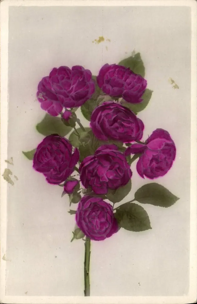Bukiet fioletowych róż — wydawca Marque ROSE, nr 19 - Awers