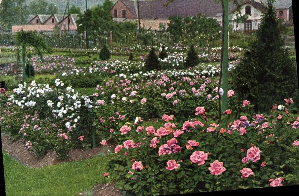 Jardim de rosas — vista panorâmica — T.S.N. Série 1841 (6 Dess) - Frente
