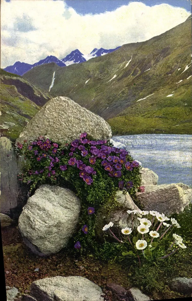 Kwitnienie alpejskie — Saxifraga oppositifolia i Ranunculus alpestris — PHOTOCHROMIE Alpenflora, seria 518, n° 891 - Awers