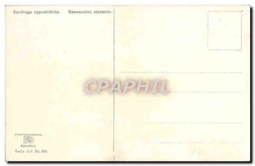 Kwitnienie alpejskie — Saxifraga oppositifolia i Ranunculus alpestris — PHOTOCHROMIE Alpenflora, seria 518, n° 891 - Rewers