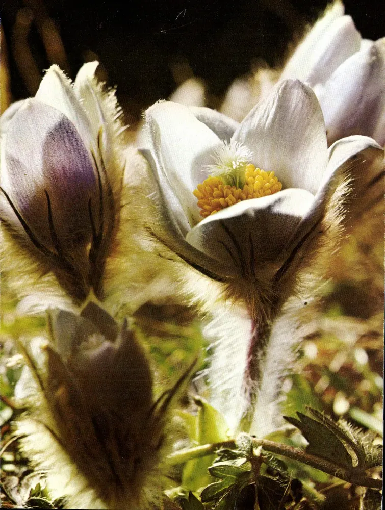 Anêmone da primavera — Anemone vernalis L. — n°290 - Frente