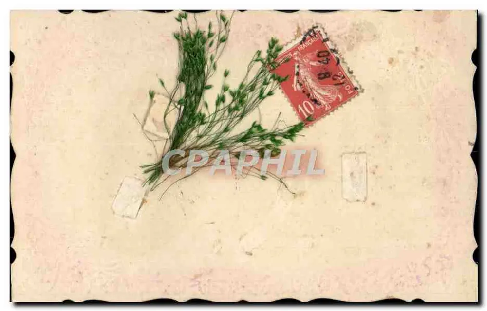 Brindilles de plantes — éditeur non visible - Frente