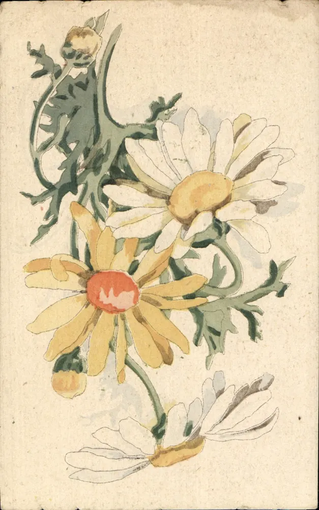 Flores de camomila e margaridas — desenho aquarelado — Carta postal dos soldados do Franco-Americano - Frente