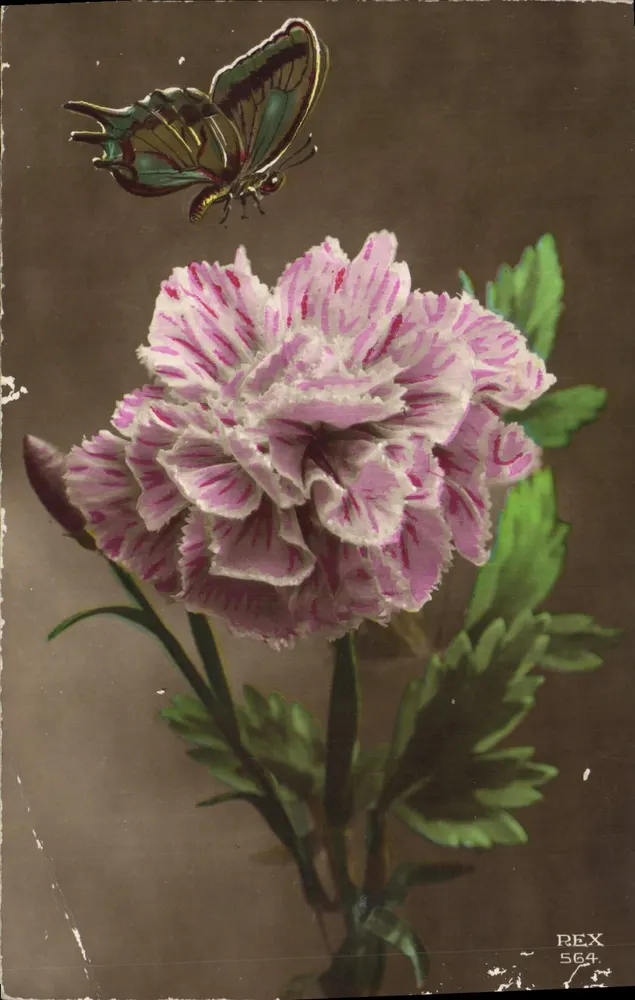 Fleur de pâquerette et papillon — illustration — éditeur REX n° 564 - Frente