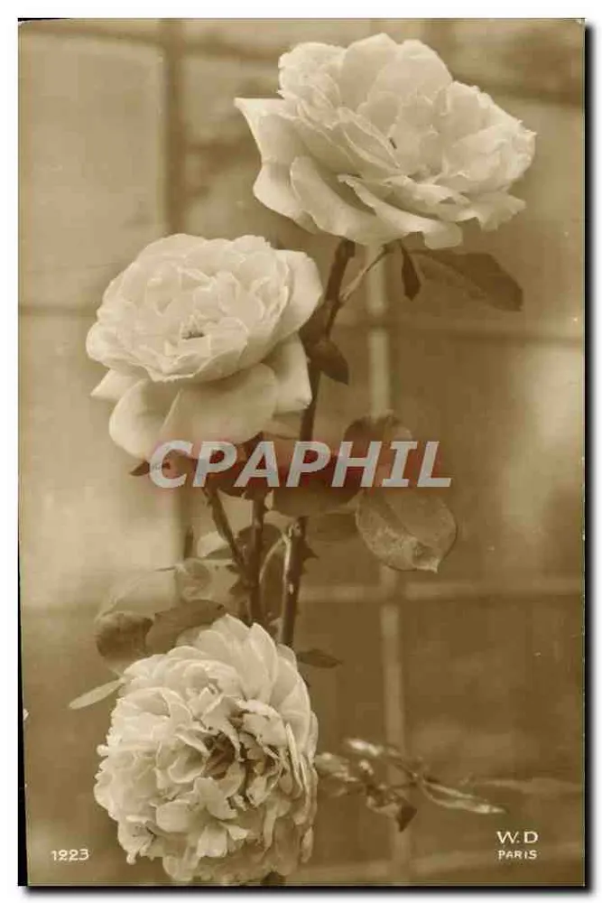 Białe róże — fotografia — W.D. Paris, nr 1923 - Awers