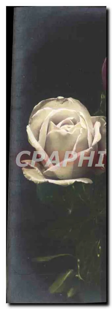 Witte roos — foto — Graphi - Voorkant