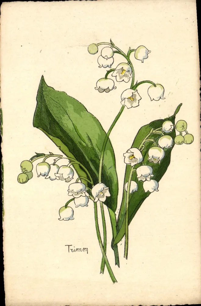 Lilas de printemps — illustration botanique — J. PICOT, av. de l'Opéra Paris - Recto