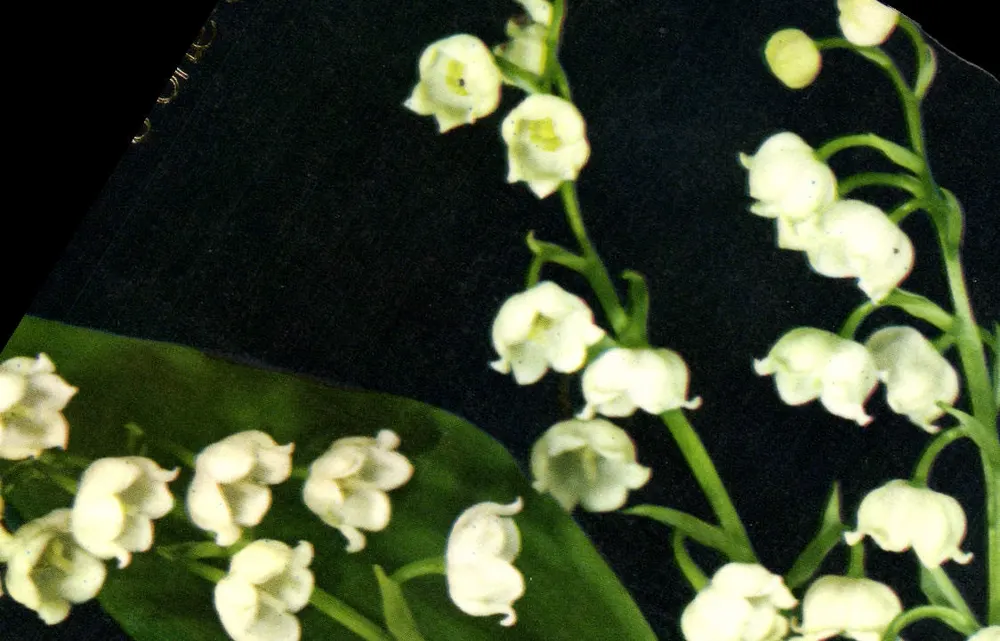 Lillà dei Valli — fiori bianchi su fondo nero — G. PICARD, Parigi - Recto