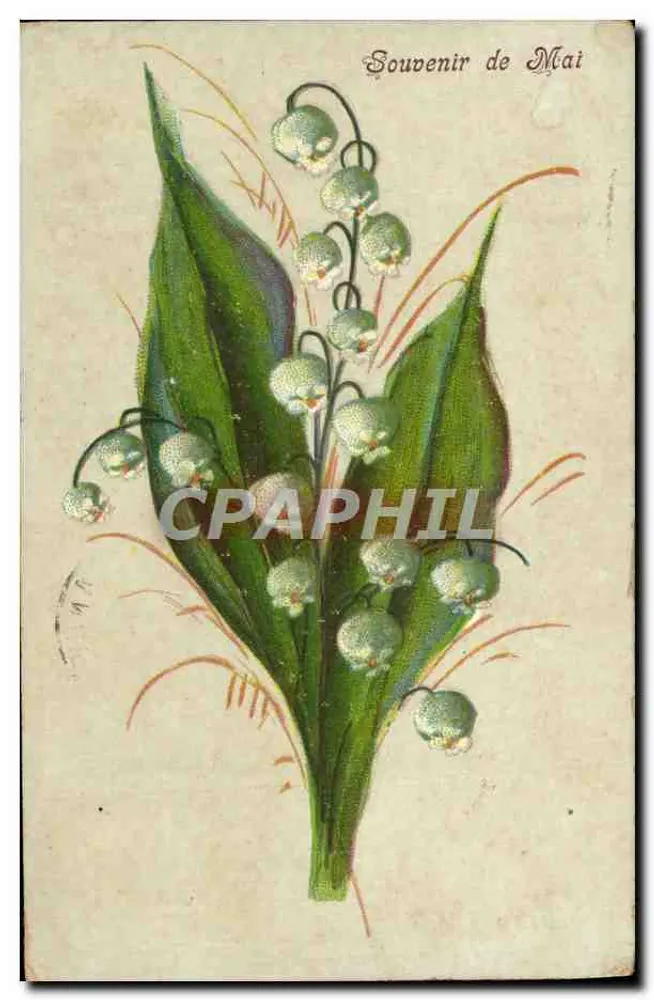 Lily of the Valley — Souvenir de Mai — Angers, France - Recto
