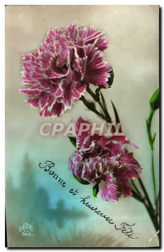 Flores de malmequeres — carta de boas-vindas — DÉDÉ n°350 - Frente