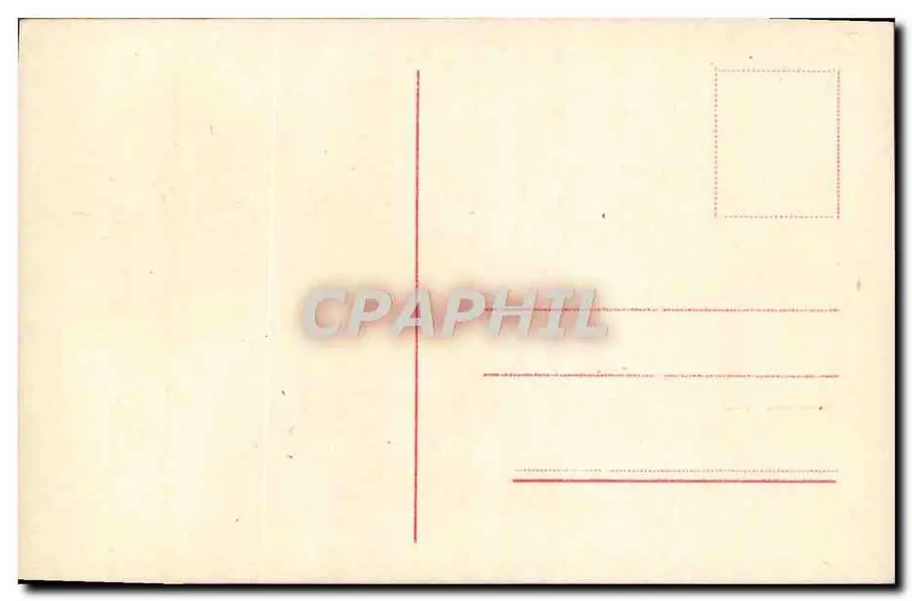Flores de margarida — variedades coloridas — n° 01088 - Verso