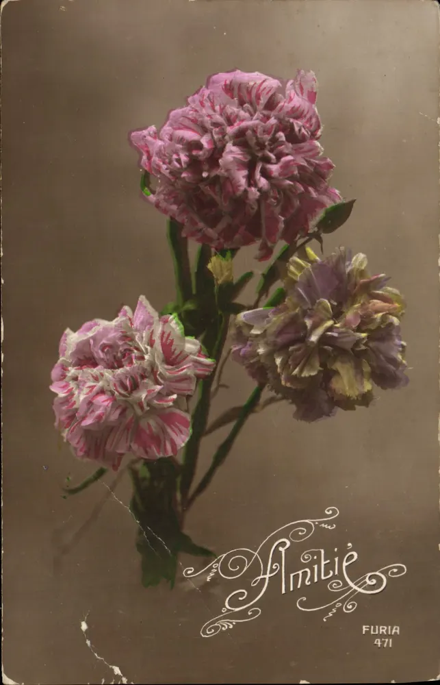 Bouquet de pâquerettes — FURIA 471 - Frente