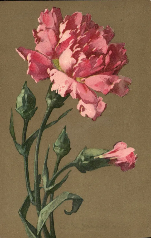गुलाबी कैरनेशन — गुलाबी फूल और बटन — प्रकाशक मैस्नर & बुच, श्रृंखला 1835 - आगे