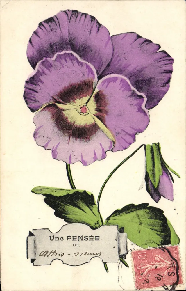 Violetter Chrysanthemum — Illustration — Verlag nicht sichtbar - Vorderseite