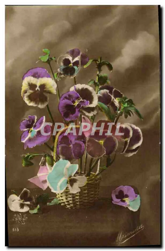 Pansy w koszyku — fotografia kolorowana — Naumiest, nr 313 - Awers