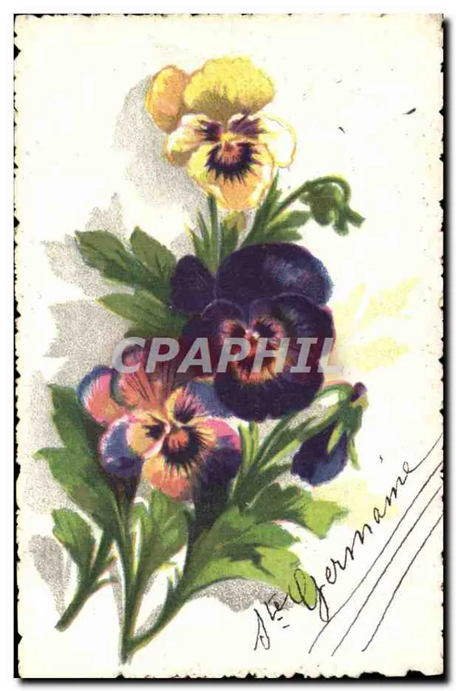 Pansies coloridas — desenho aquarelado — J. Germaine - Frente