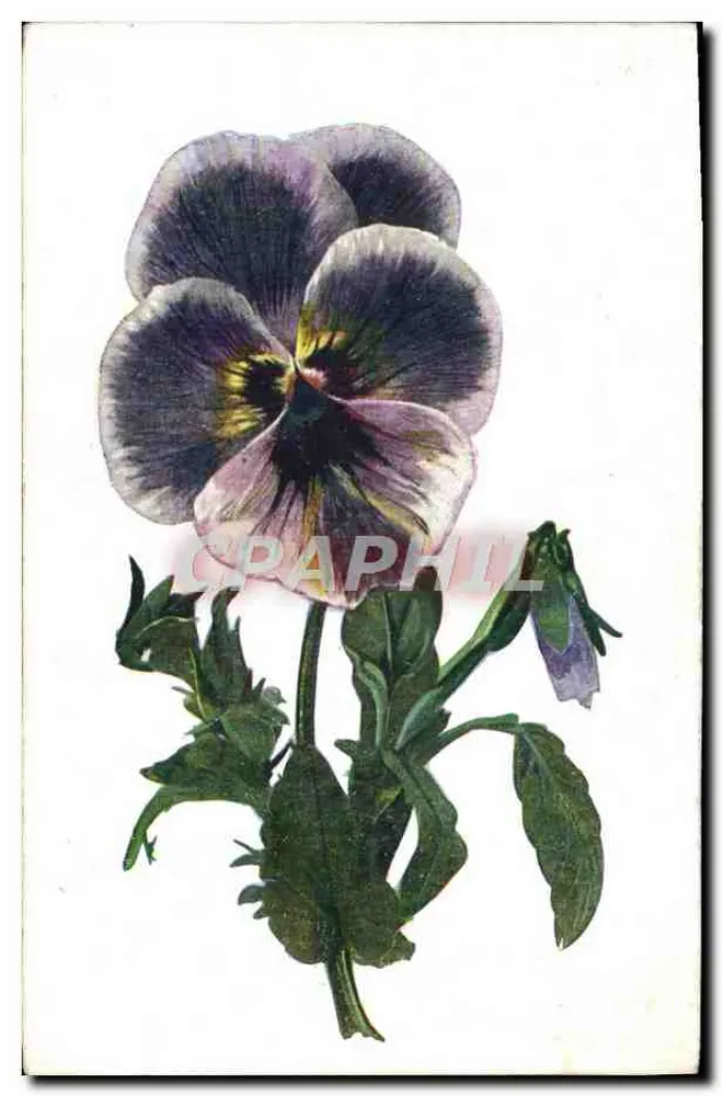 Pansé — flor com pétalas violetas e amarelas — editor não visível - Frente