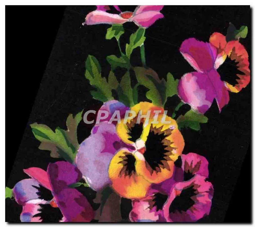 Flores de pensamento coloridas — editor não visível — número de série não visível - Frente