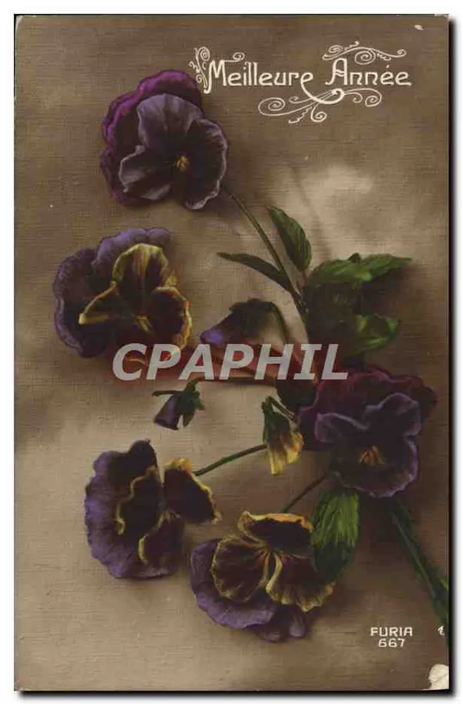 Pansies violetas — Melhor Ano — FURIA 667 - Frente