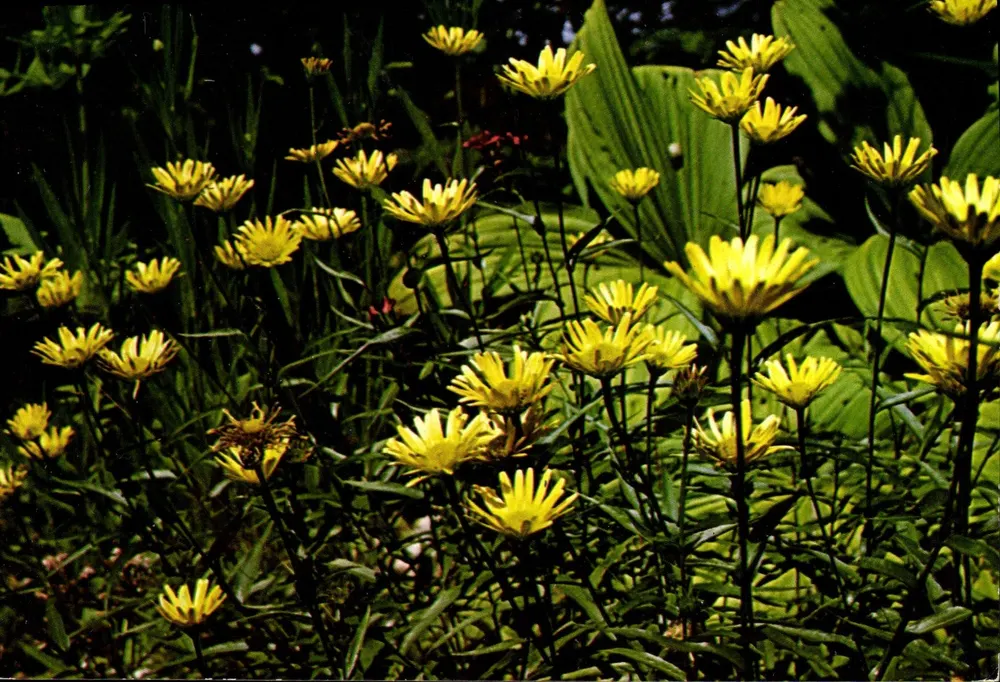 Alpen-Aster — Sammlung Geogii — Éditions IAKKRON - Vorderseite